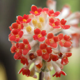 Paper Bush, Red flower